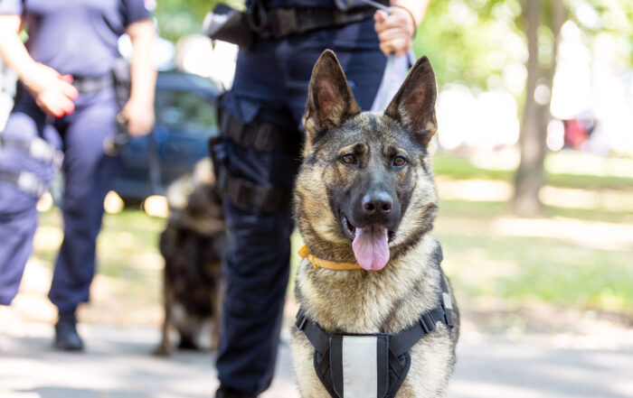 police dog drug sniff, traffic stop
